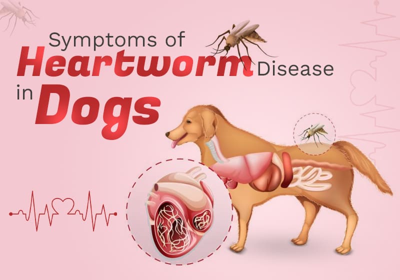 Symptoms of Heartworm Disease in Dogs