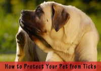 How to Protect Your Pet from Ticks