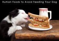 Human Foods to Avoid Feeding Your Dog