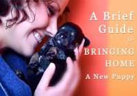 Guide to Bringing Home A New Puppy