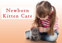 Newborn Kitten Care