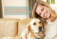 Why You Should Adopt a Senior Dog