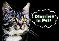 Diarrhea in Pets