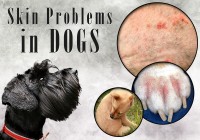 Skin Problems in Dogs