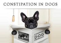 Constipation-In-Dogs