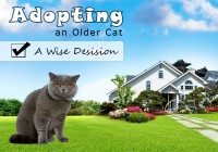 Adopting an Older Cat