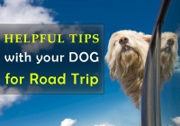 Road Trip with your Dog