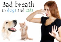Bad Breath in Dogs and Cats