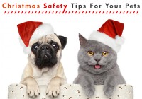 Christmas Safety Tips for your Pets