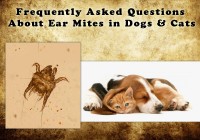 Frequently Asked Questions about Ear Mites in Dogs and Cats