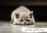 cat pukes up white foam