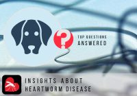About Heartworm Disease, Symptoms and Treatment
