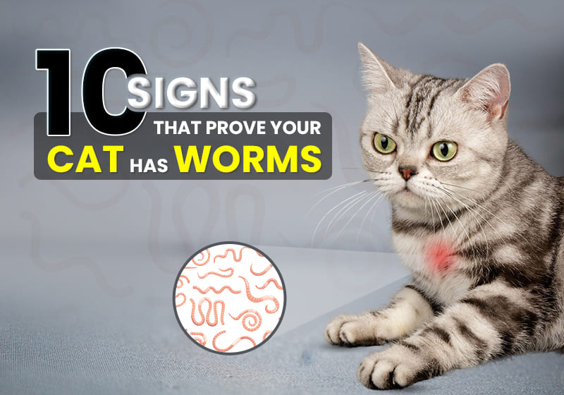 10 Signs That Prove Your Cat Has Worms