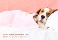 Some Facts Heartworm Disease