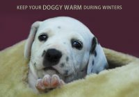 Ways To Keep Dogs Warm In The Winter