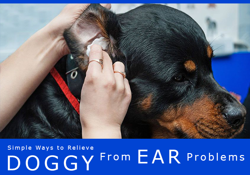 5 Simple Ways To Relieve Dog From Ear Problems BestVetCare