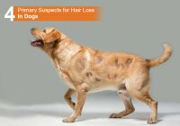 Suspected Reasons for Hair Loss in Dogs
