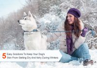 Keep your Dog's Skin from Getting Dry and Itchy During Winters