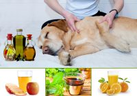 natural dog flea treatments