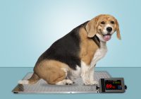 Determining Over-Weight Dogs