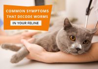 Symptoms That Decode Worms In Your Feline