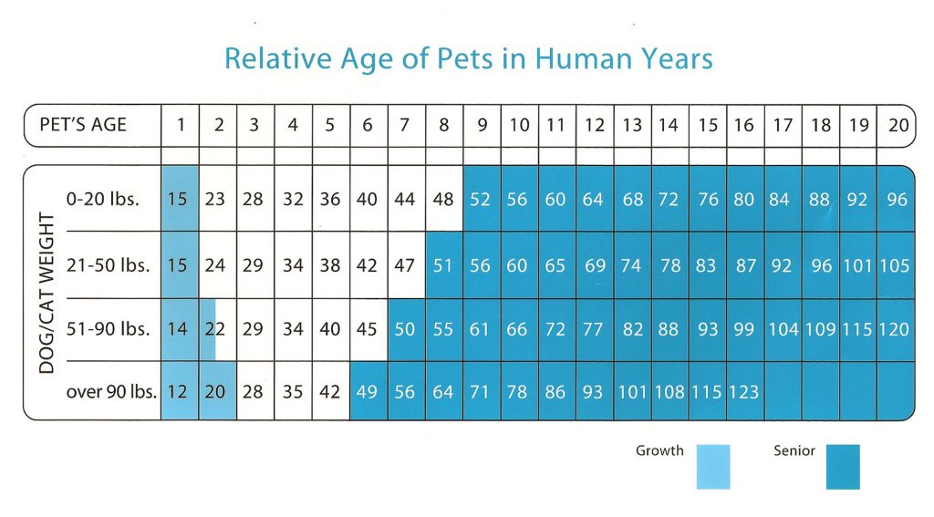 Know your dog age