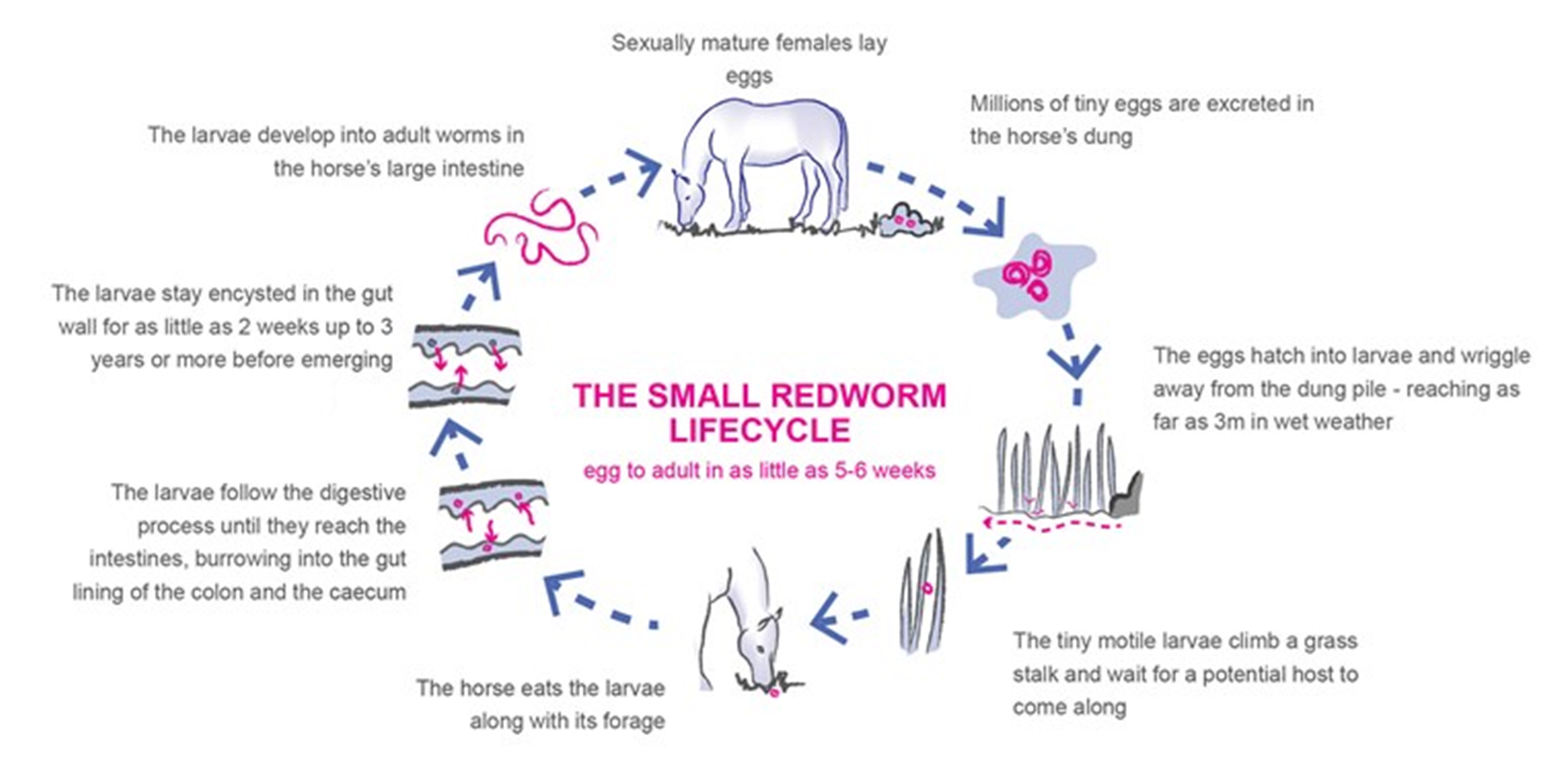 Round worm life cycle in Horse 