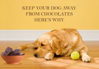 Chocolates-harmful-for-your-dog