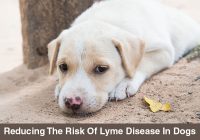 Lyme-Disease-In-Dogs