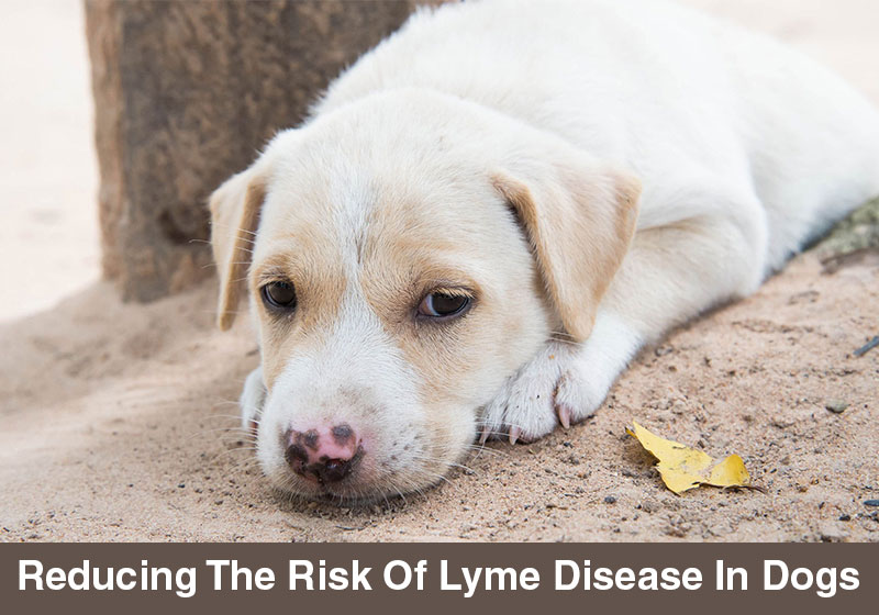 Lyme-Disease-In-Dogs