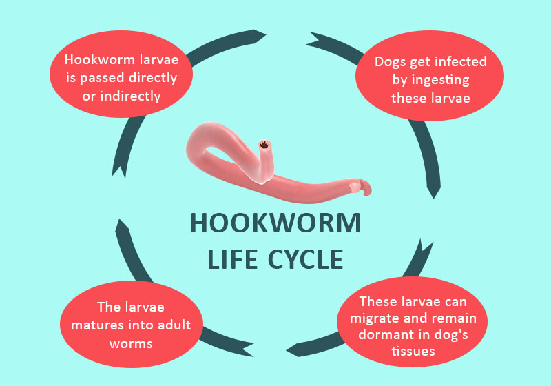 Lfe Cycle of hook worm