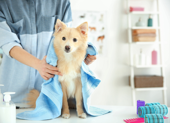 dog-grooming-session