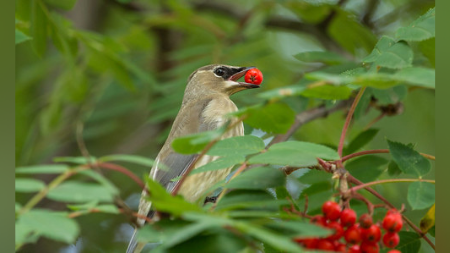 Frugivores / Fruit Eating Birds
