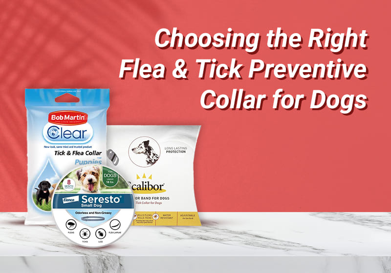 Choosing the Right Flea & Tick Preventive Collar for Dogs