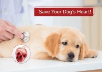 Save your Dog's Heart!
