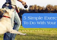 Simple Exercises to do with your dog