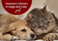 Hookworms infections in dogs and cats