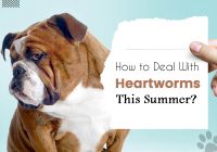 heartworms this summer