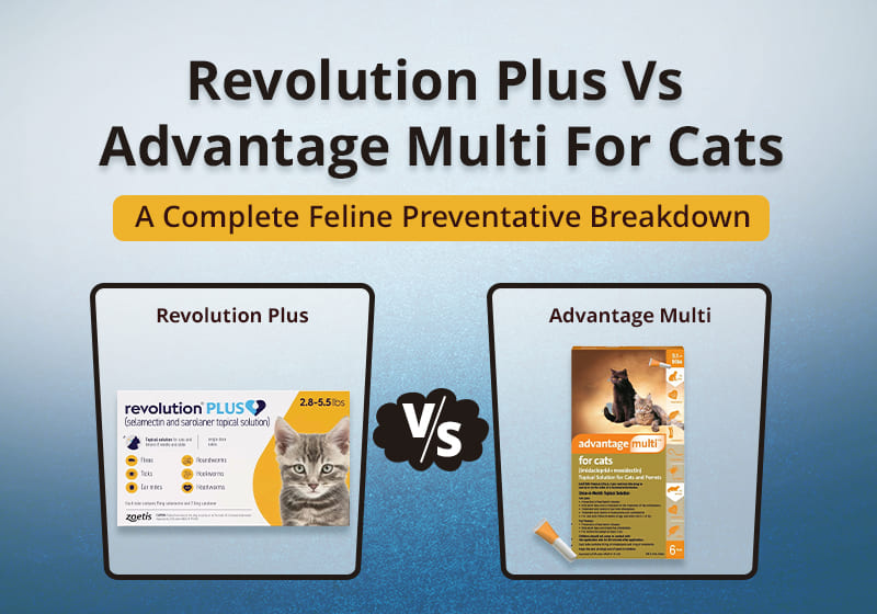 Revolution Plus vs. Advantage Multi for Cats