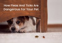 Fleas And Ticks Are Dangerous For Your Pet