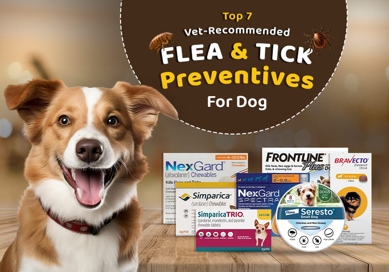 Top 7 Vet-Recommended Flea & Tick Preventives for Dogs