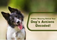 Common Hidden Dog’s Actions and Behaviors