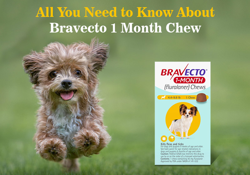 Bravecto1 month chew
