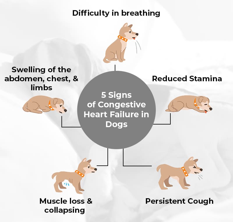 Signs of Congestive Heart Failure in Dogs