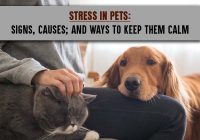 Stress in Pets