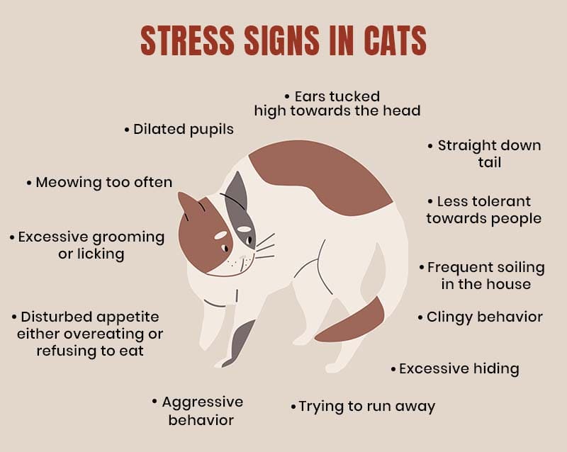 Stress Signs in Cats