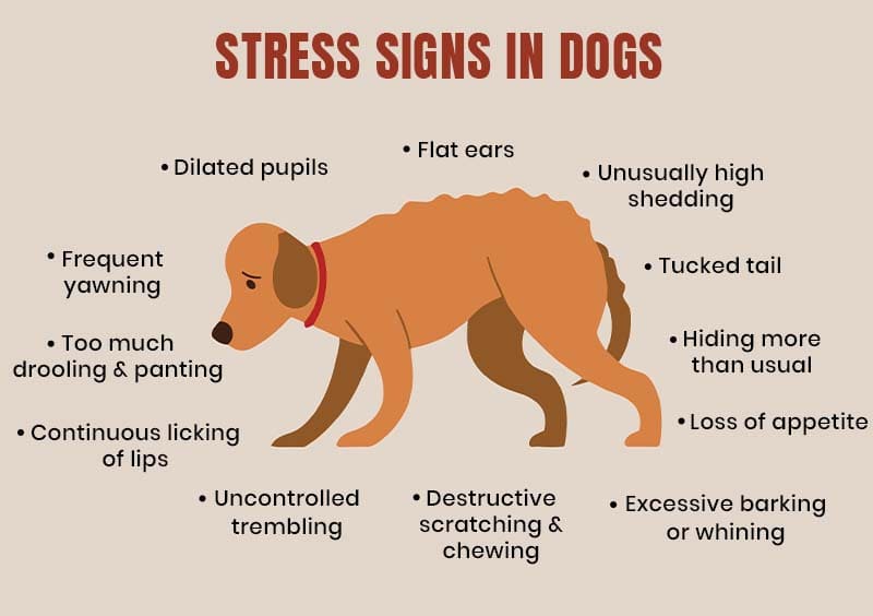 Stress Signs in Dogs