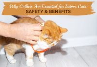 Why Collars Are Essential for Indoor Cats: Safety and Benefits