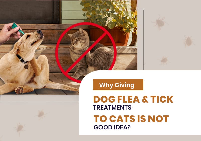 Why Giving Dog Flea and Tick Treatments to Cats is Not a Good Idea?