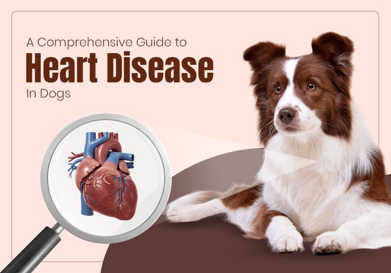 Heart Disease in Dogs